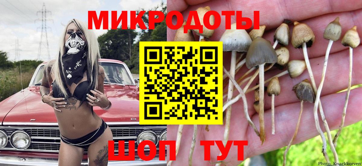 Галлюциногенные грибы Psilocybe Фрязино